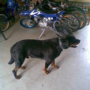 Rottweiler TYSON