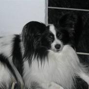 Papillon Ricco