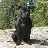 Staffordshire bull terrier Enoddens Rising StLauritz