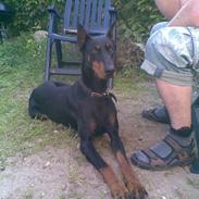 Dobermann Hera
