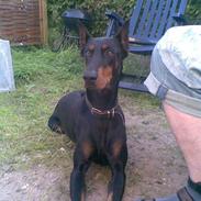 Dobermann Hera