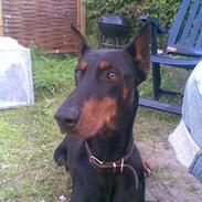 Dobermann Hera