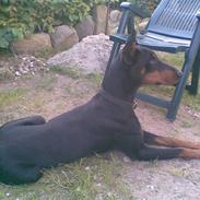 Dobermann Hera
