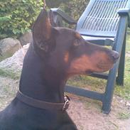 Dobermann Hera