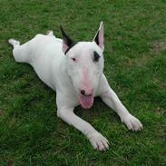 Bullterrier Fischer 2001 R.I.P 2010 