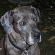 Blanding af racer Futte