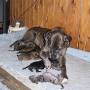 Blanding af racer Futte