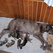 Blanding af racer Futte