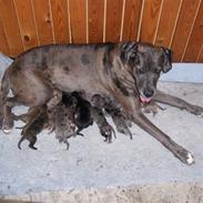 Blanding af racer Futte