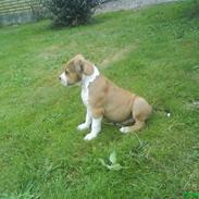 Amerikansk staffordshire terrier Cato