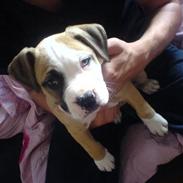 Amerikansk staffordshire terrier Bailey