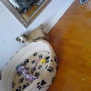 Amerikansk staffordshire terrier Bailey