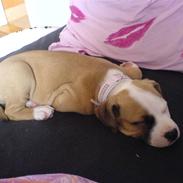 Amerikansk staffordshire terrier Bailey