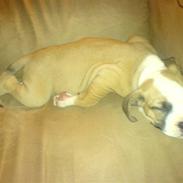 Amerikansk staffordshire terrier Bailey