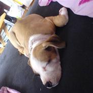 Amerikansk staffordshire terrier Bailey