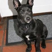 Australsk kelpie Diesel