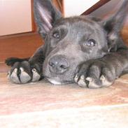 Australsk kelpie Diesel