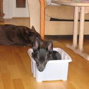 Australsk kelpie Diesel
