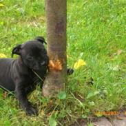 Staffordshire bull terrier Enoddens Rising StLauritz