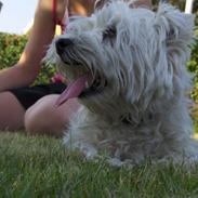 West highland white terrier Molly