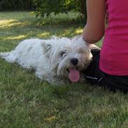 West highland white terrier Molly