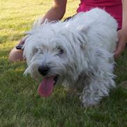 West highland white terrier Molly