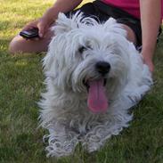 West highland white terrier Molly