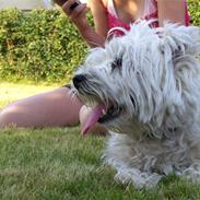 West highland white terrier Molly