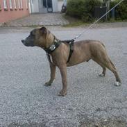 Amerikansk staffordshire terrier dino