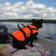 Fransk bulldog Tyson # R.I.P #