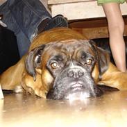 Boxer Buster