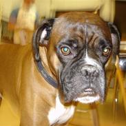 Boxer Buster