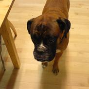 Boxer Buster