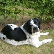 Blanding af racer emma