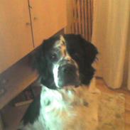 Blanding af racer emma