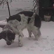 Blanding af racer emma