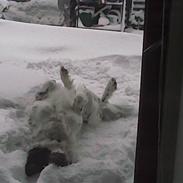 Blanding af racer emma