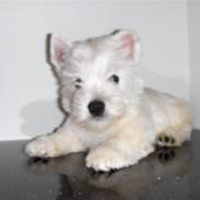 West highland white terrier Walther