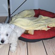 West highland white terrier Walther