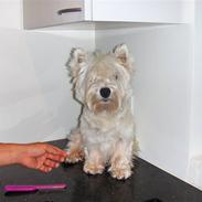 West highland white terrier Walther
