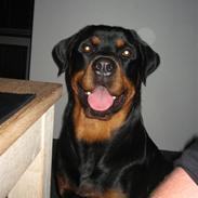 Rottweiler Ty