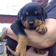 Rottweiler Ty