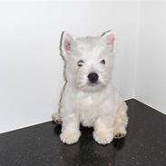 West highland white terrier Walther