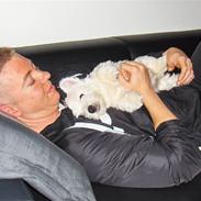 West highland white terrier Walther