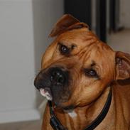 Amerikansk staffordshire terrier Homer