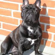 Fransk bulldog Mercedes