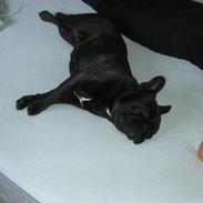 Fransk bulldog Mercedes