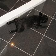 Fransk bulldog Mercedes