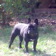 Fransk bulldog Mercedes