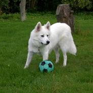 Samojedhund Zenta